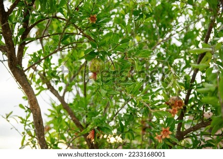 orange pomegranate flowers on a green tree branch