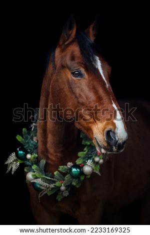 Head portrait of a brown horse wearing a festive christmas wreath on it´s neck on black background
