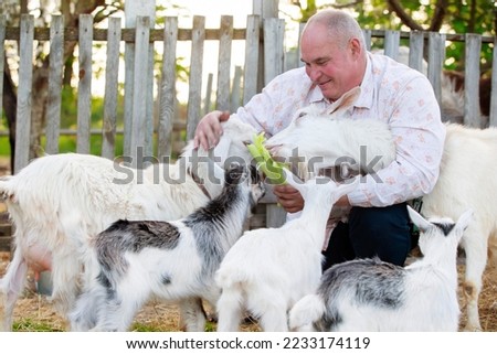 Farmer with goats. An elderly man is engaged in animal husbandry, works on a farm, feeds livestock.