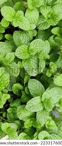 selective focus picture of spearmint leaves. wallpaper picture 