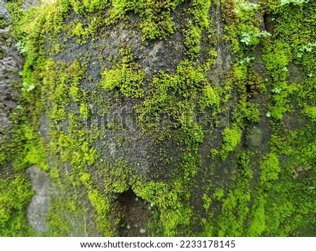 Bryophyta sensu stricto or Musci. "Moss" plants generally refer to this group. These are non-vascular and spore-forming plants. Royalty-Free Stock Photo #2233178145