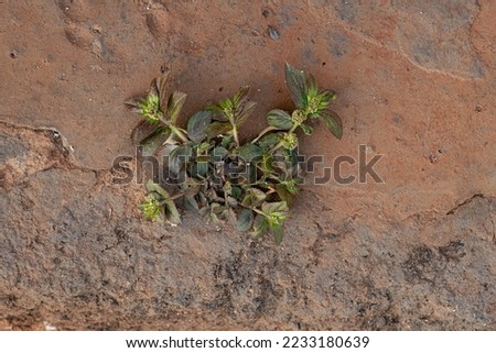 Small Asthma Plant of the species Euphorbia hirta Royalty-Free Stock Photo #2233180639