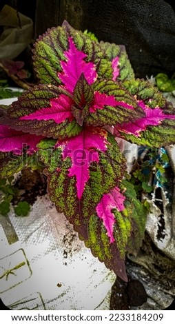 the leaf pattern and colors are beautifull and attractive