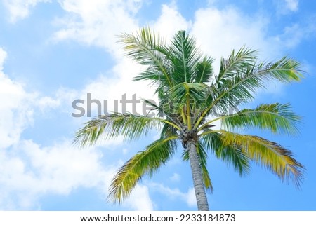 Beautiful coco palms in summer time. concept travel, holiday Thailand.