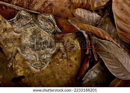 The Suriname toad (Pipa pipa)