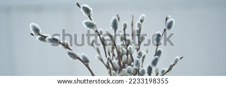 Banner. A close-up of a bouquet of willow branches as a decoration for the Easter holiday. With space to copy. High quality photo