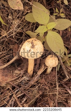 Infrared image of inedible toadstool mushroom sprouting from the ground