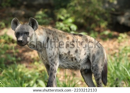 Spotted hyena (Crocuta crocuta) Crocuta, also known as the laughing hyena is the most widespread predator in Africa. Spotted hyena are relaxing in nature.