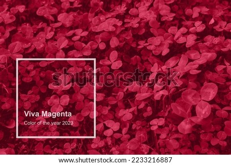 Viva Magenta toned clover backdrop. Monochrome Viva Magenta clover with dew drops background. Trendy color 2023. Royalty-Free Stock Photo #2233216887