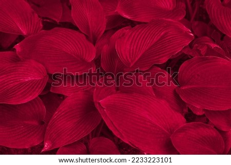Viva magenta color leaf texture, nature monochrom background. Color of the year 2023