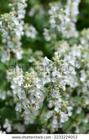 Catmint Snowflake leaves and small white flowers - Latin name - Nepeta racemosa Snowflake Royalty-Free Stock Photo #2233224053