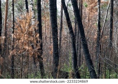 Fire-damaged forest, boreal forests. Burnt boreal forests. Wildfire low fire in a mixed forest with a predominance of pine Royalty-Free Stock Photo #2233234869