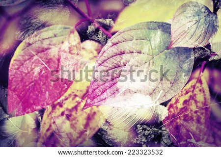 Original colorful nature background. Bright autumnal leaves, stylized macro photo with tonal correction