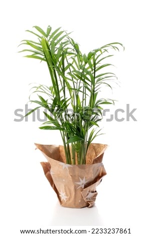 Parlour palm in a pot isolated on white background
