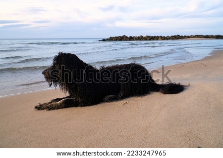 Goldendoodle is lying on the beach by the sea and ready to play. Waves in the water and sand on the beach. Landscape shot with a dog