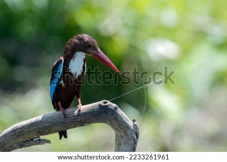 Two Halcyon cyanoventris bird on branch, Javan kingfisher halcyon on branch, White throated kingfisher closeup on branch