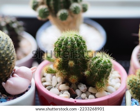 small cactus in cute plant pot selective focus