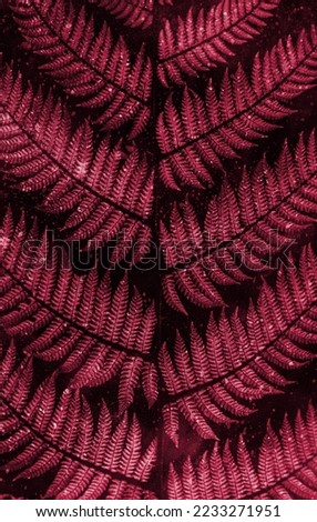 Beautiful ferns leaves background. New 2023 trending PANTONE 18-1750 Viva Magenta color
