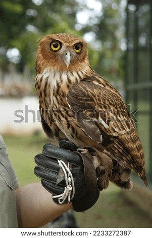 Owl held in gloved hand during daylight in zoo