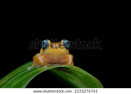Uthamani Reed Bush Frog | Raorchestes Uthamani