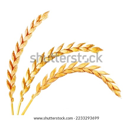 a bright closeup of a bunch of golden ripe dinkel hulled wheat Spelt Spelt (Triticum spelta dicoccum) rye grain relict crop health food ready for harvest isolated on white Royalty-Free Stock Photo #2233293699