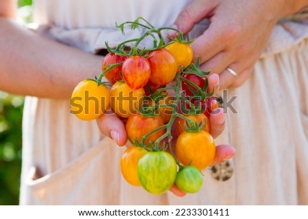 Woman holding  a Harvest of Heirloom Tomatoes sunrise bumblebee grown in the UK Garden allotment ready to eat. Beautiful Pink, Red and blue colouring. Unusual and rare colours outside in the summer. Royalty-Free Stock Photo #2233301411