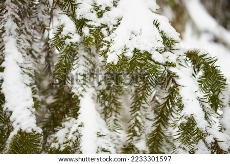 Snow-covered Christmas tree branches. Winter tide. Can be used as a background.