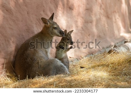 Kangaroo mother and baby kangaroo are sitting near the stone wall on the straw. Wallaby