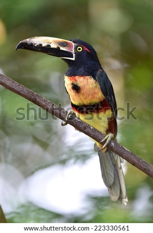 the fiery billed aracari or Pteroglossus frantzii is from the toucan family and found only in Cosat Rica and Panama. 