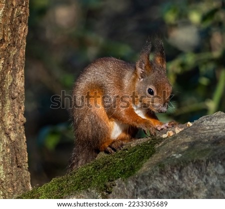 Red Squirrels in North Wales 