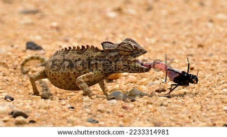 Chameleon in the desert in Saudi Arabia