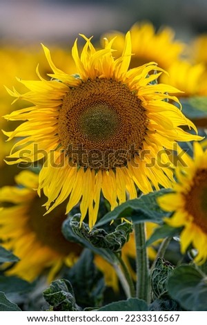 A close up of a sunflower in the Sussex countryside, with a shallow depth of field