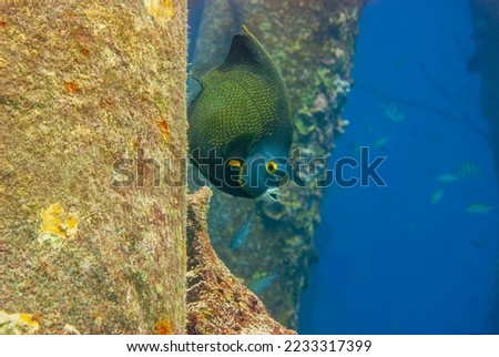 Adult French Angel Fish swimming under a pier next to a pillar