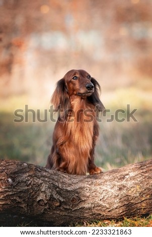 long-haired dachshund in the autumn park