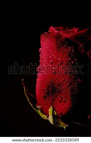 Red rose with water drops. Blank for holiday, valentines day cards. Template of color of the year 2023.