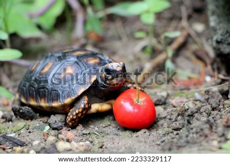 Cute small baby Red-foot Tortoise in the nature,The red-footed tortoise (Chelonoidis carbonarius) is a species of tortoise from northern South America Royalty-Free Stock Photo #2233329117