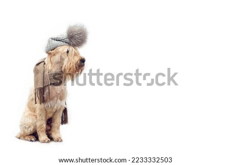 Terrier dog sits in winter in a hat on a white background