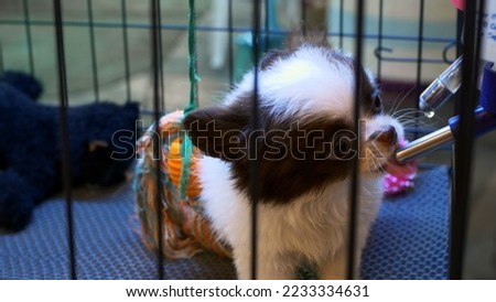 White young puppy with black spots on its muzzle drinks from auto drinker in cage. Two cute little dogs in cage in shelter, one puppy drinks from auto drinker, second puppy actively plays with toys.