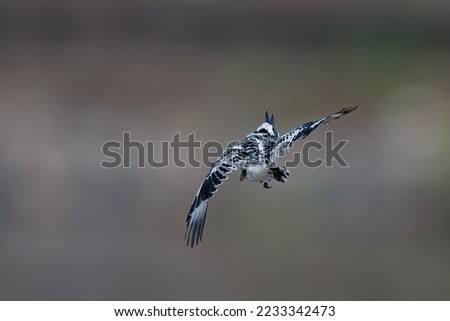 Black and white kingfisher Pied kingfisher Bird Ceryle rudis Fairy Common Resident looking for fish to eat in the fresh water canal Lower Northern Bird of Thailand.