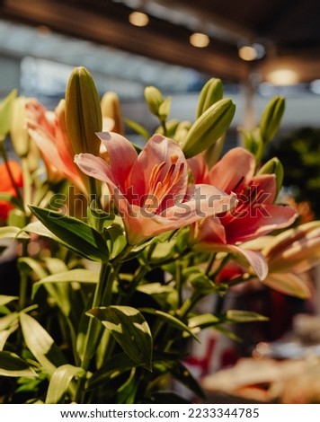Variety of colorful flowers for decoration
