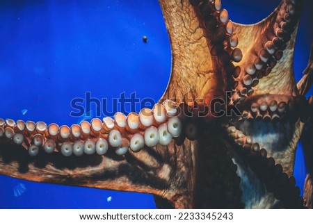 the Octopus underwater in aquarium, close up portrait detail