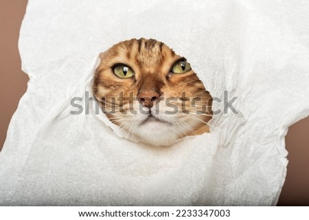 Funny red cat with a napkin on his head on a brown background.