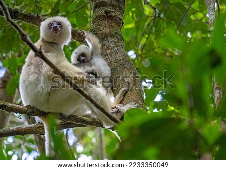 ENDANGERED SILKY SIFAKA IN THE RAIN FOREST OF MADAGASCAR Royalty-Free Stock Photo #2233350049