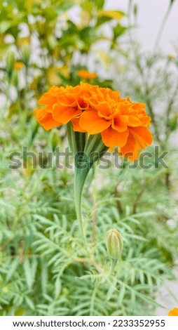 Marigold is a bouquet of small flowers