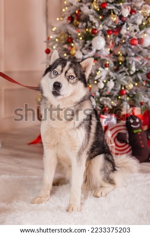 Husky breed dog on the background of a Christmas tree.
