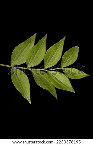 Spring Vetchling (Lathyrus vernus). Leaf Closeup Royalty-Free Stock Photo #2233378195