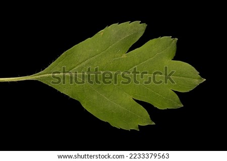 Common Hawthorn (Crataegus monogyna). Leaf Closeup Royalty-Free Stock Photo #2233379563