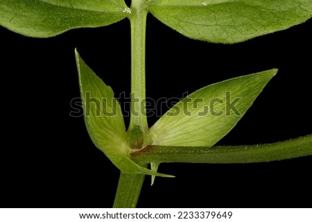 Spring Vetchling (Lathyrus vernus). Stipules Closeup Royalty-Free Stock Photo #2233379649