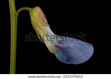 Spring Vetchling (Lathyrus vernus). Flower Bud Closeup Royalty-Free Stock Photo #2233379651