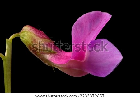 Spring Vetchling (Lathyrus vernus). Flower Closeup Royalty-Free Stock Photo #2233379657